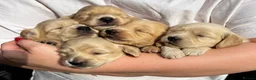 Miniature Dachshund dogs for sale: KC Pure English Cream Longhair Miniature Dachshund in Ibstock - Advert 7