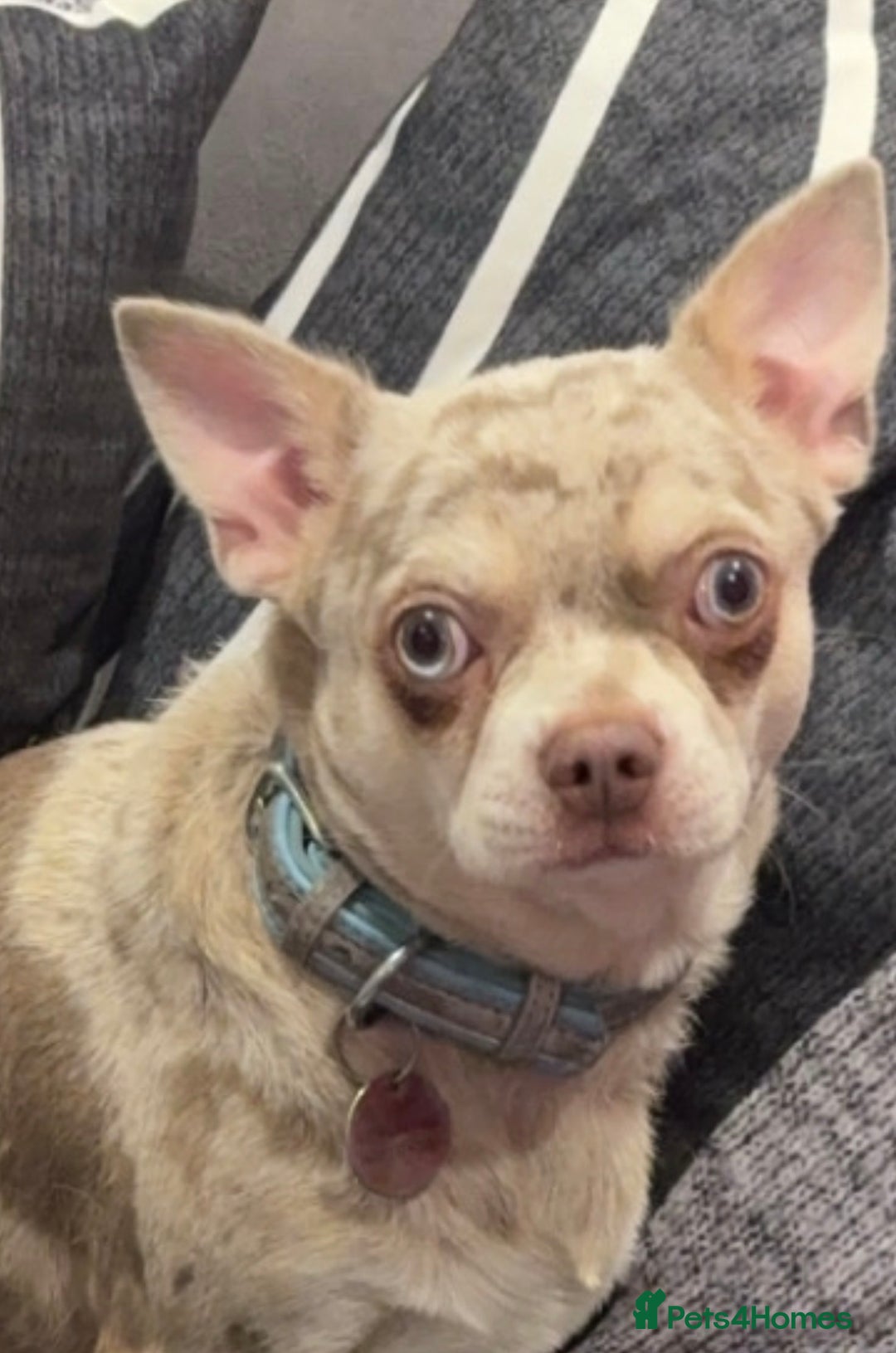 Chihuahua dogs for sale: Chihuahua puppies for sale - Advert 9