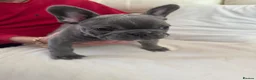 French Bulldog dogs for sale: 2 stunning french bulldogs  - Advert 12