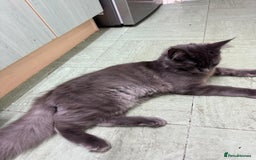 Maine Coon cats for sale: ✨ Beautiful Maine Coon Ex-Queen ✨ - Advert 10