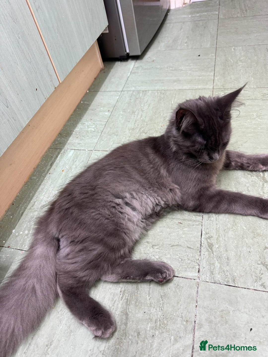 Maine Coon cats for sale: ✨ Beautiful Maine Coon Ex-Queen ✨ - Advert 10