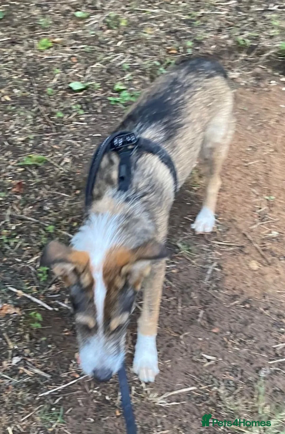 Mixed Breed dogs for adoption: 🐾💛Meet DIGBY - an Affectionate Big Softie! 💛🐾 - Advert 13