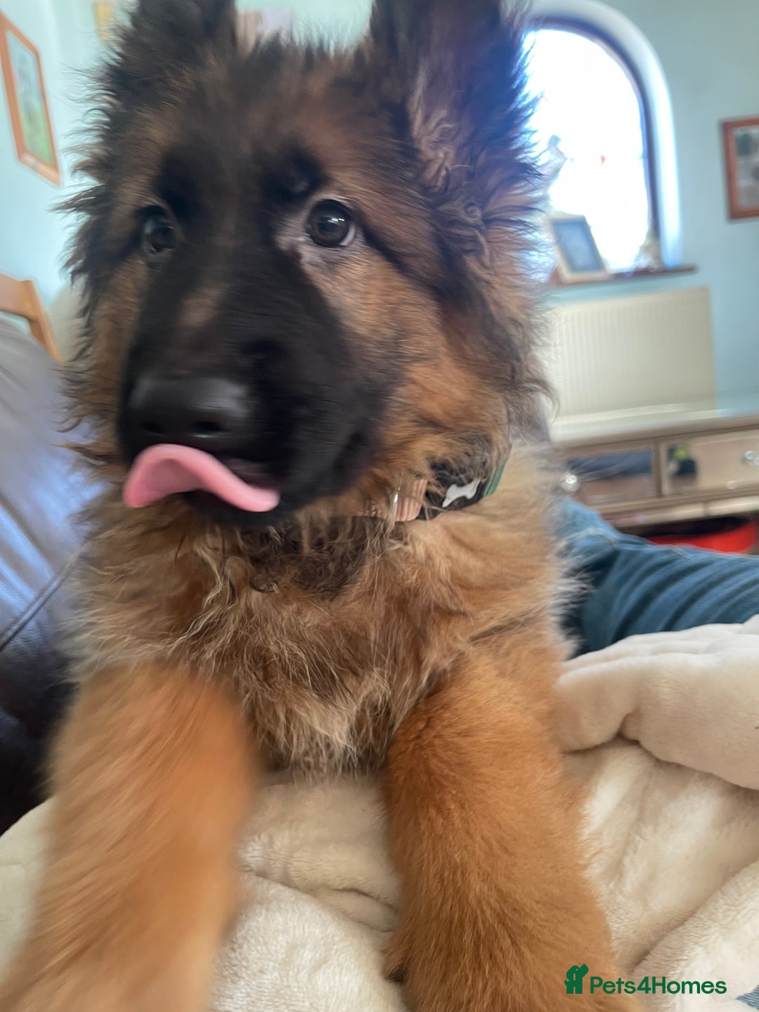 German Shepherd dogs for sale: German Shepherd MALE - Huge  - Advert 30