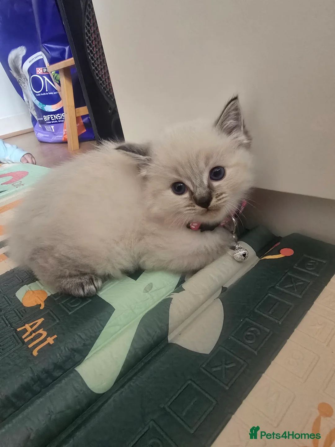 Ragdoll cats for sale: Ragdoll kittens - Advert 2