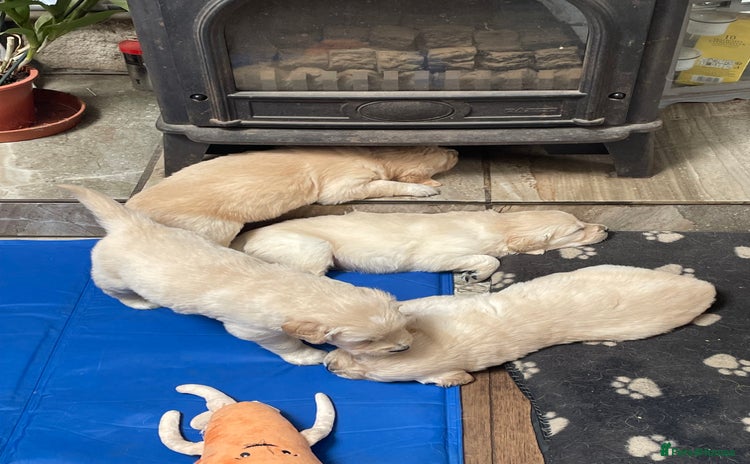 Golden Retriever dogs - Advert 2