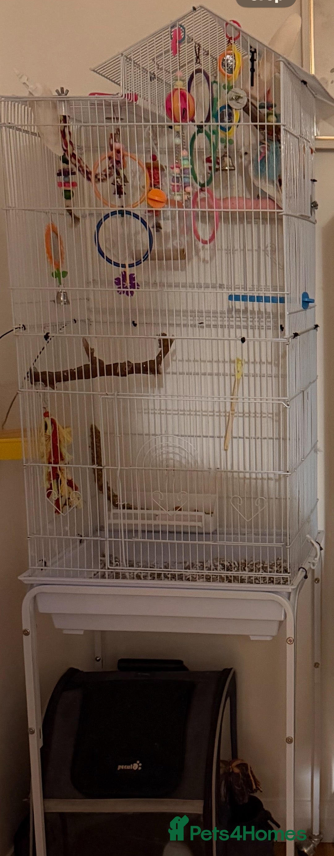 Budgerigars birds for sale: Tame Budgies with cage  - Advert 4
