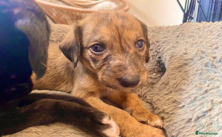 Mixed Breed dogs - Advert 1