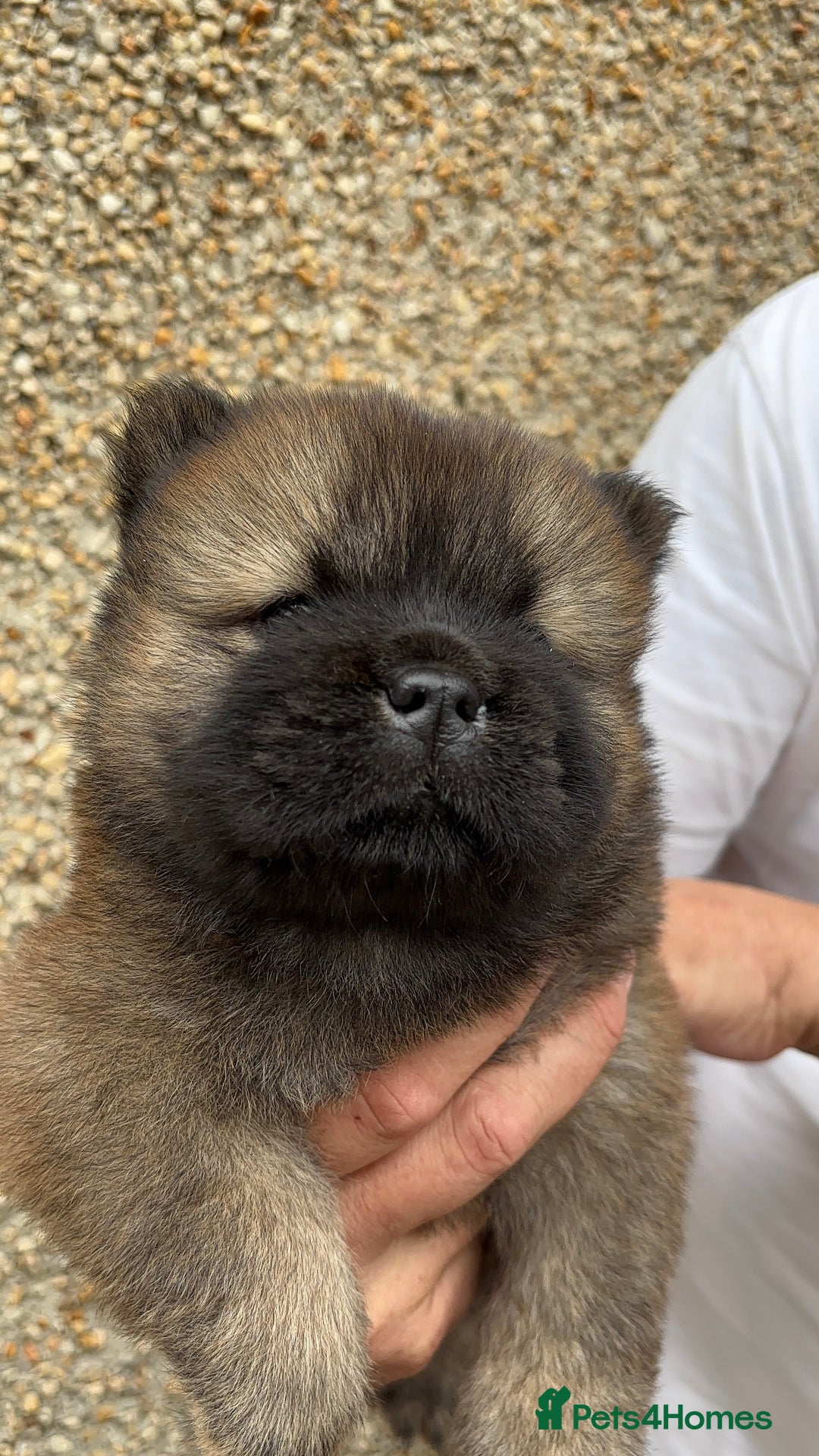 Chow Chow dogs for sale: 🐾Adorable Pedigree Chow Chow Puppies paw - Image 24