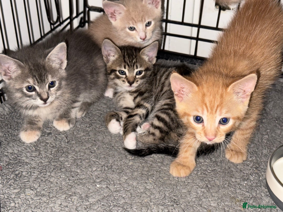 American Shorthair cats for sale: 4 stunning bsh x American short kittens avail - Image 10