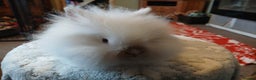 Lionhead rabbits for sale: Stunning DM Lionhead baby rabbits  - Advert 9
