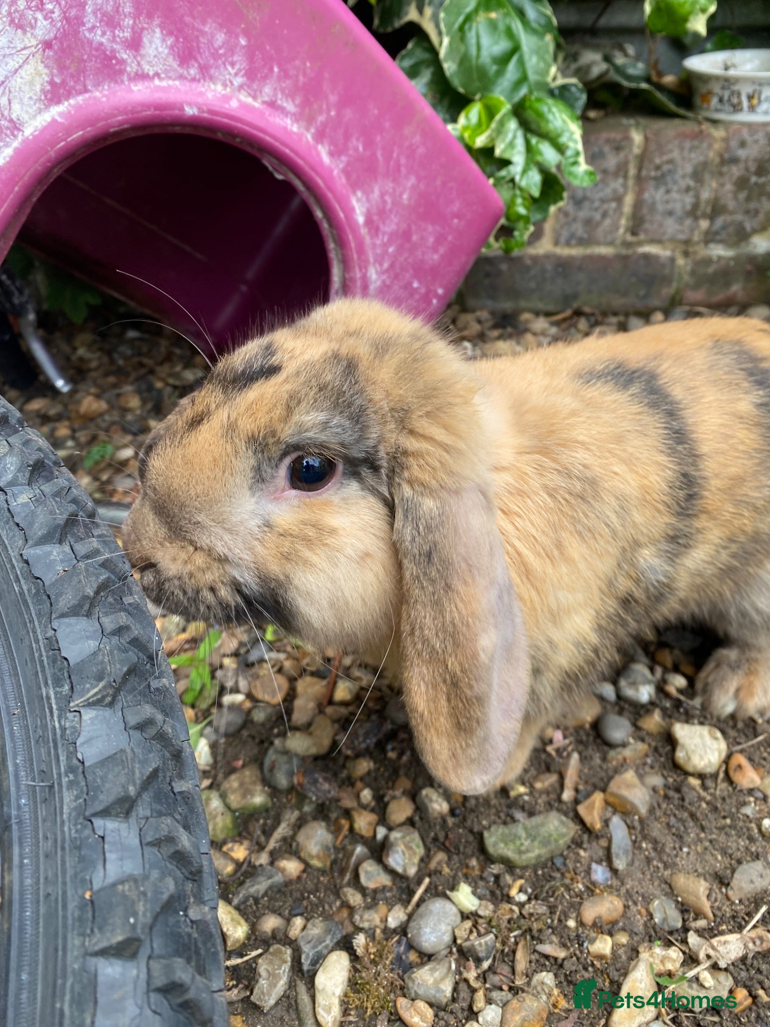 Mini Lop rabbits for sale: Proven Mini Lop Harlequin and Chocolate Bucks - Advert 6