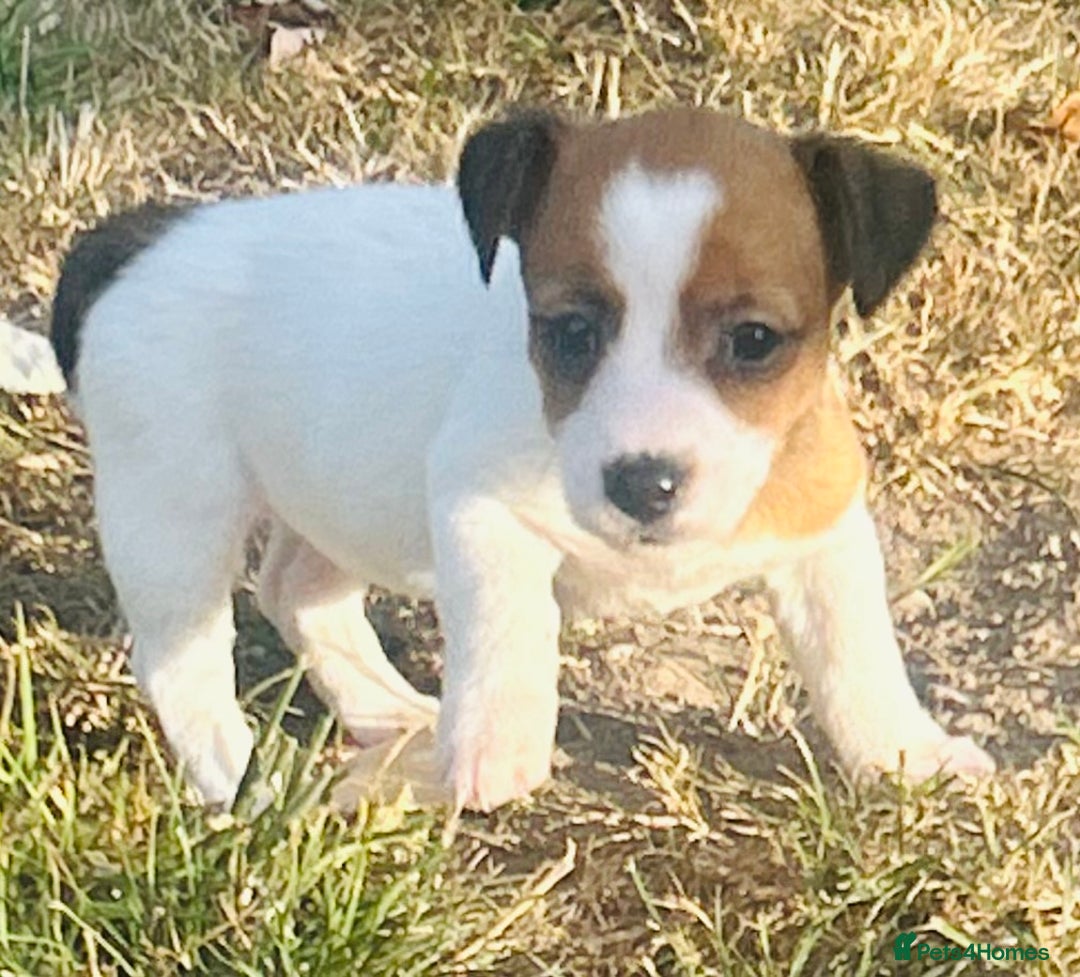 Jack Russell dogs for sale: jack Russel puppies  - Image 5