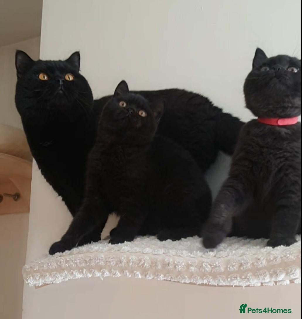 British Shorthair cats 🏆IMPRESSIVE PEDIGREE BSH KITTENS - Advert 1