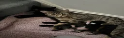 Domestic Shorthair cats for sale: 4 beautiful kittens looking for a forever home - Advert 18