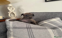 Italian Greyhound dogs for sale: Italian greyhound puppies  - Image 10
