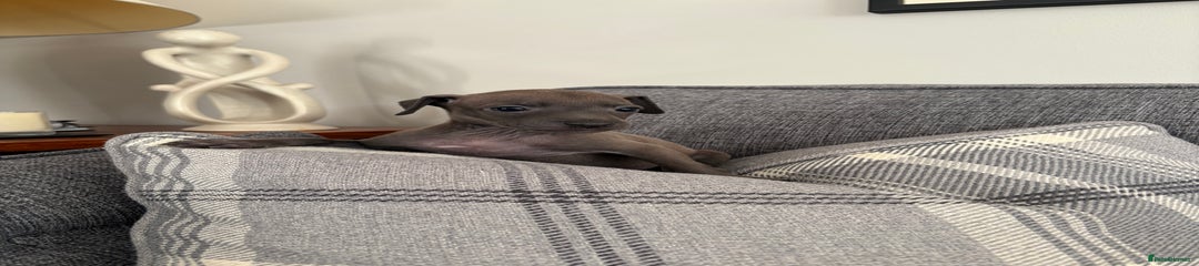 Italian Greyhound Puppy 2