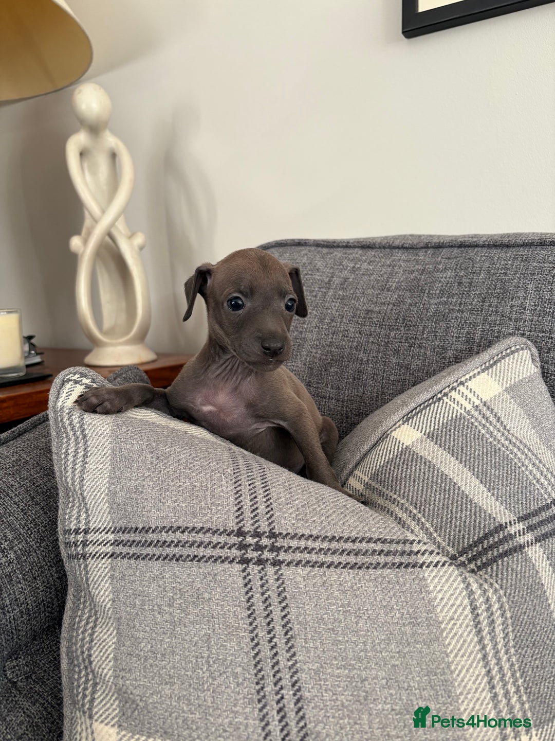 Italian Greyhound dogs for sale: Italian greyhound puppies  - Image 10