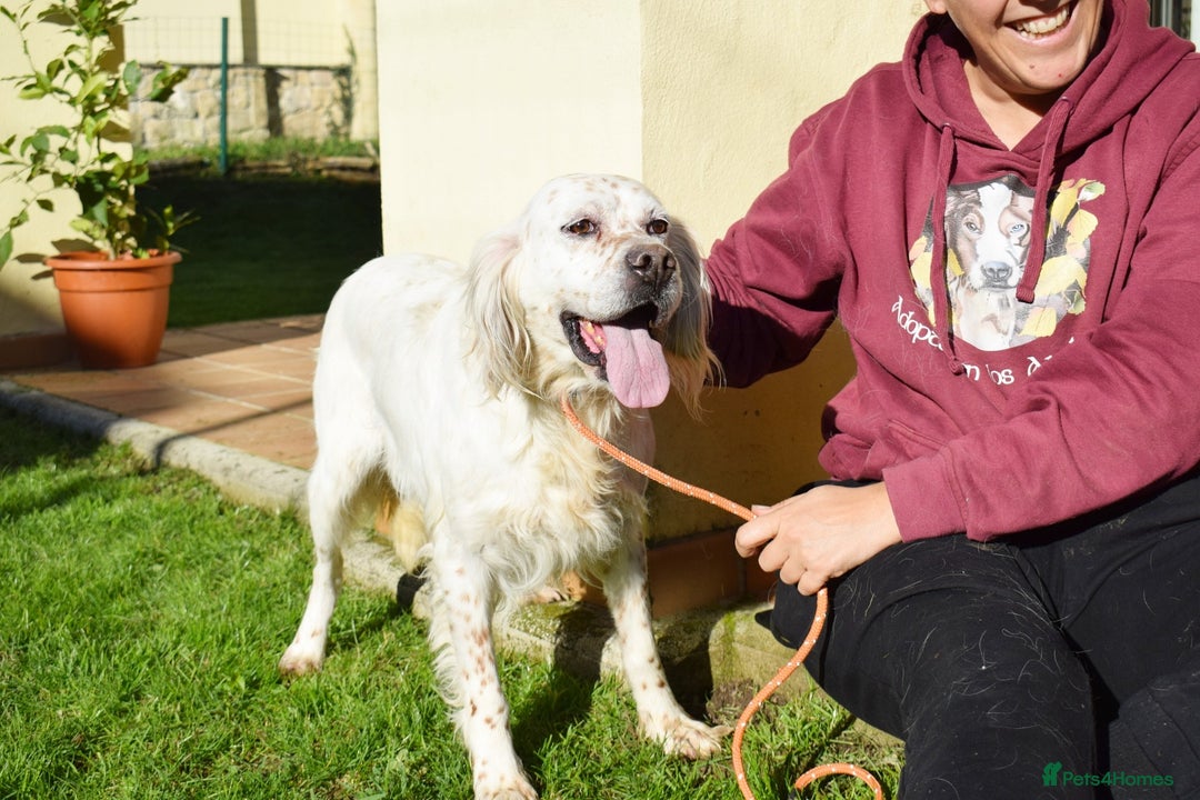 English Setter dogs for adoption: Nell  - Advert 8