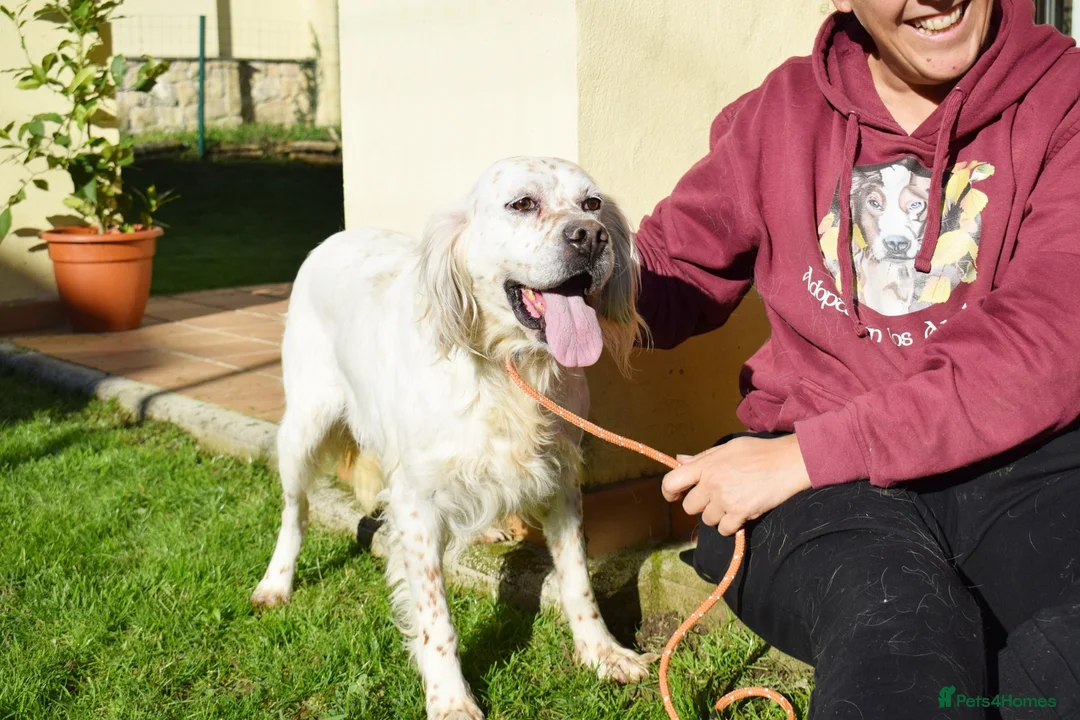 English Setter dogs for adoption: Nell  - Advert 8