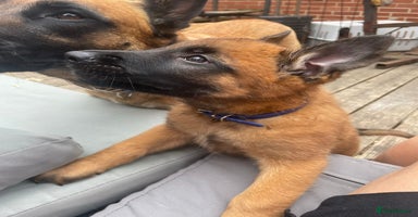 Belgian Shepherd Dog dogs in Leeds - Advert 6