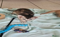 Abyssinian cats for sale: Abyssinian and Bengal x kittens 😻 - Image 34