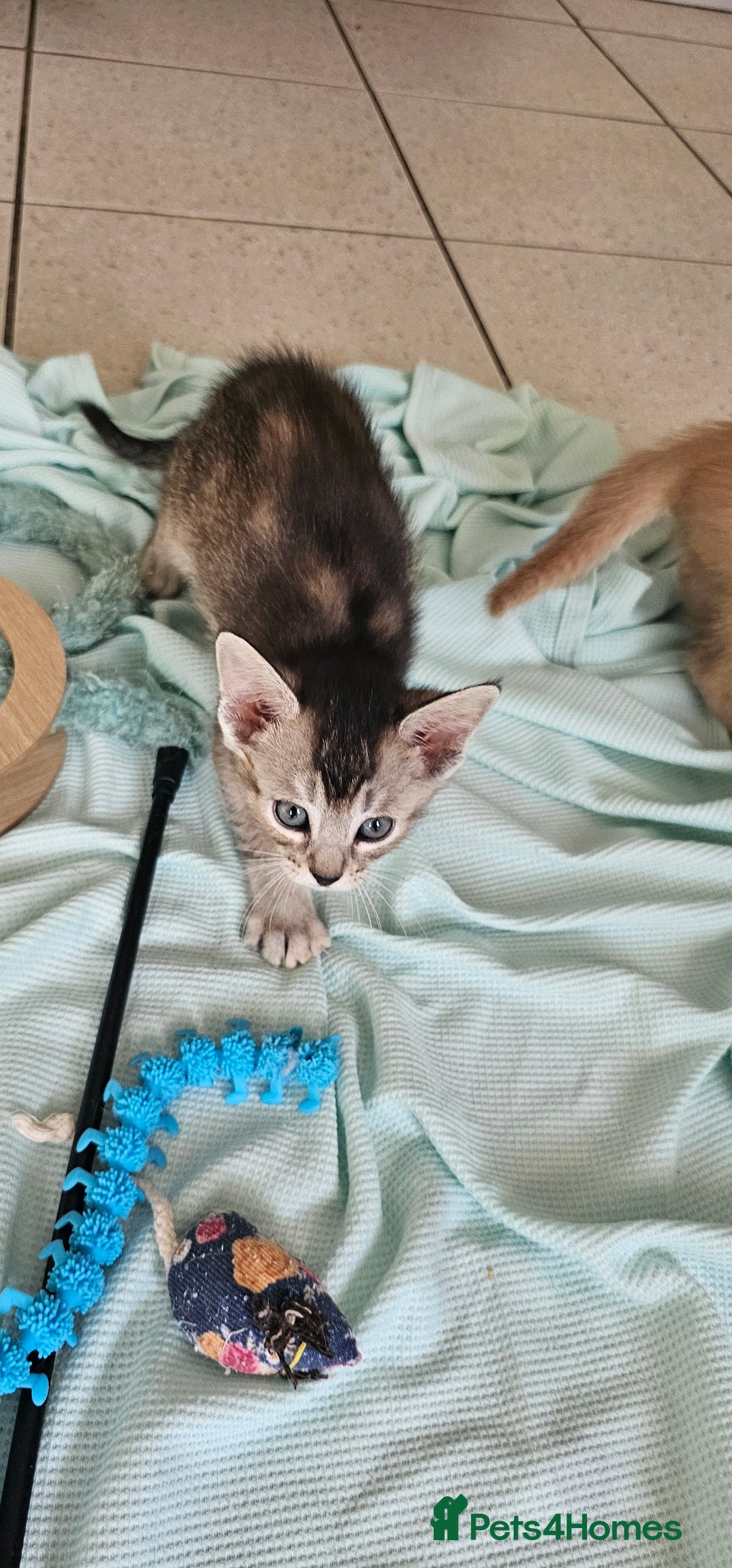 Abyssinian cats for sale: Abyssinian and Bengal x kittens 😻 - Image 34