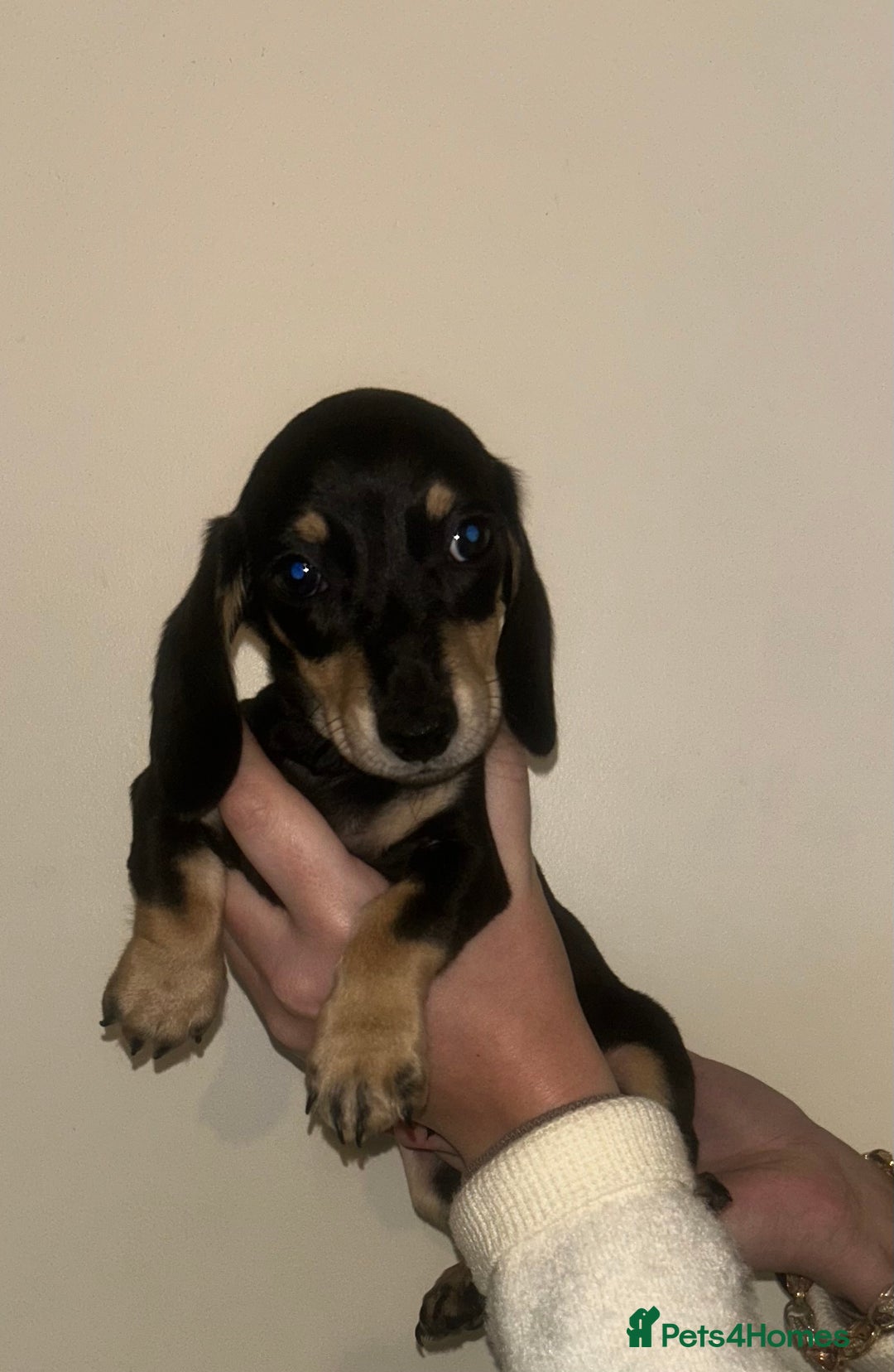 Miniature Dachshund dogs for sale: Miniature dachshund - Advert 6