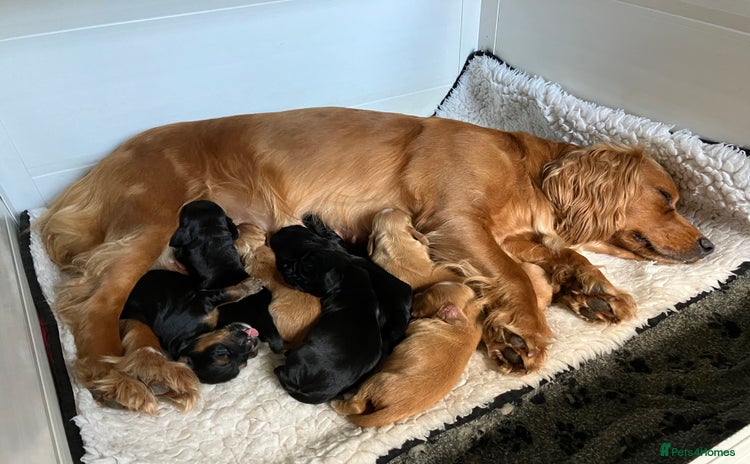 Cocker Spaniel dogs - Advert 5