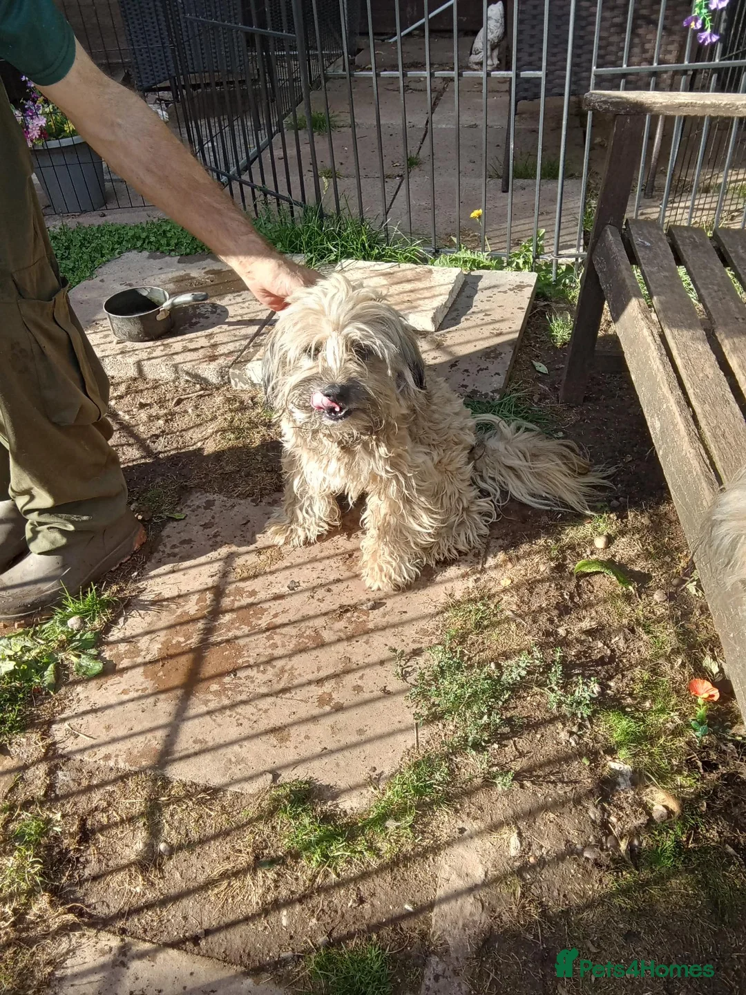 Mixed Breed dogs for sale: Unusual maltispitz seeking loving home  - Advert 2