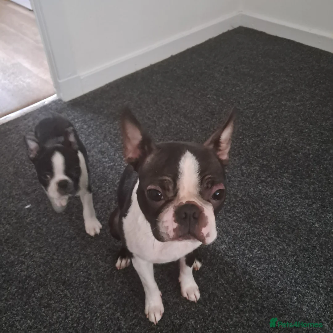 Boston Terrier dogs for sale: Boston terrier puppies  - Advert 2