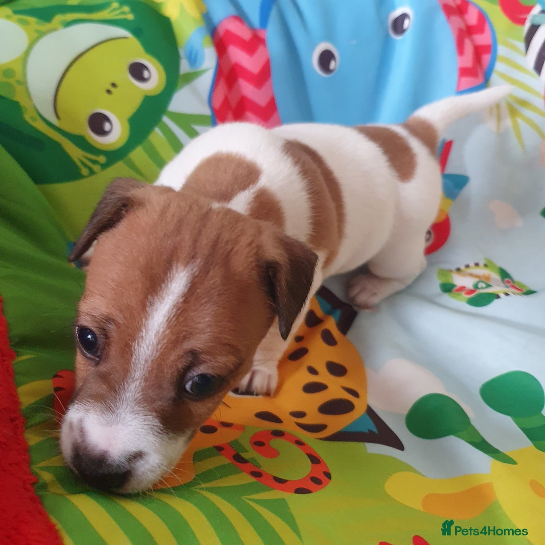 Jack Russell dogs for sale: Jack Russell puppies  - Image 11
