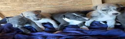 Whippet dogs for sale: Stunning whippet pups  - Advert 5