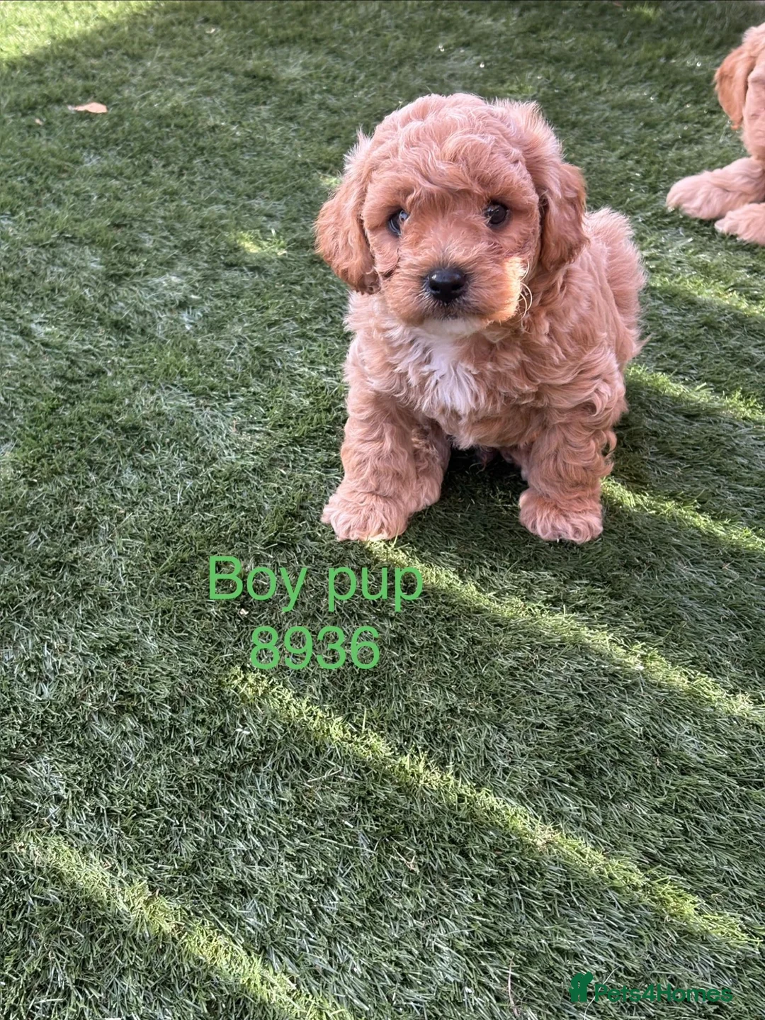 Cavapoochon dogs for sale: Adorable Cavapochon pups - Advert 8