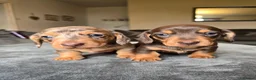 Dachshund dogs for sale: KC registered miniture dachund puppies - Advert 4