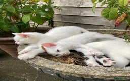 Turkish Van cats for sale: Gorgeous & Loving Turkish Van Kittens - Image 24