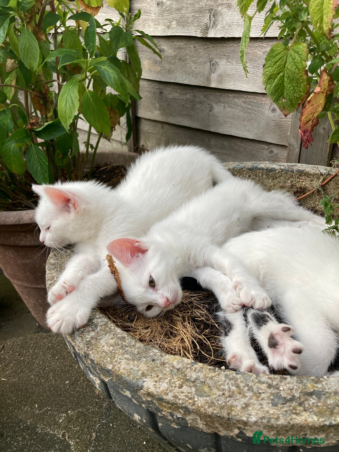 Turkish Van cats for sale: Gorgeous & Loving Turkish Van Kittens - Image 24