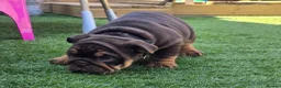 English Bulldog dogs for sale: Litter of bulldogs  - Advert 10