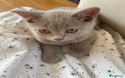 British Shorthair cats for sale: One beautiful lilac boy looking for a new home - Image 3