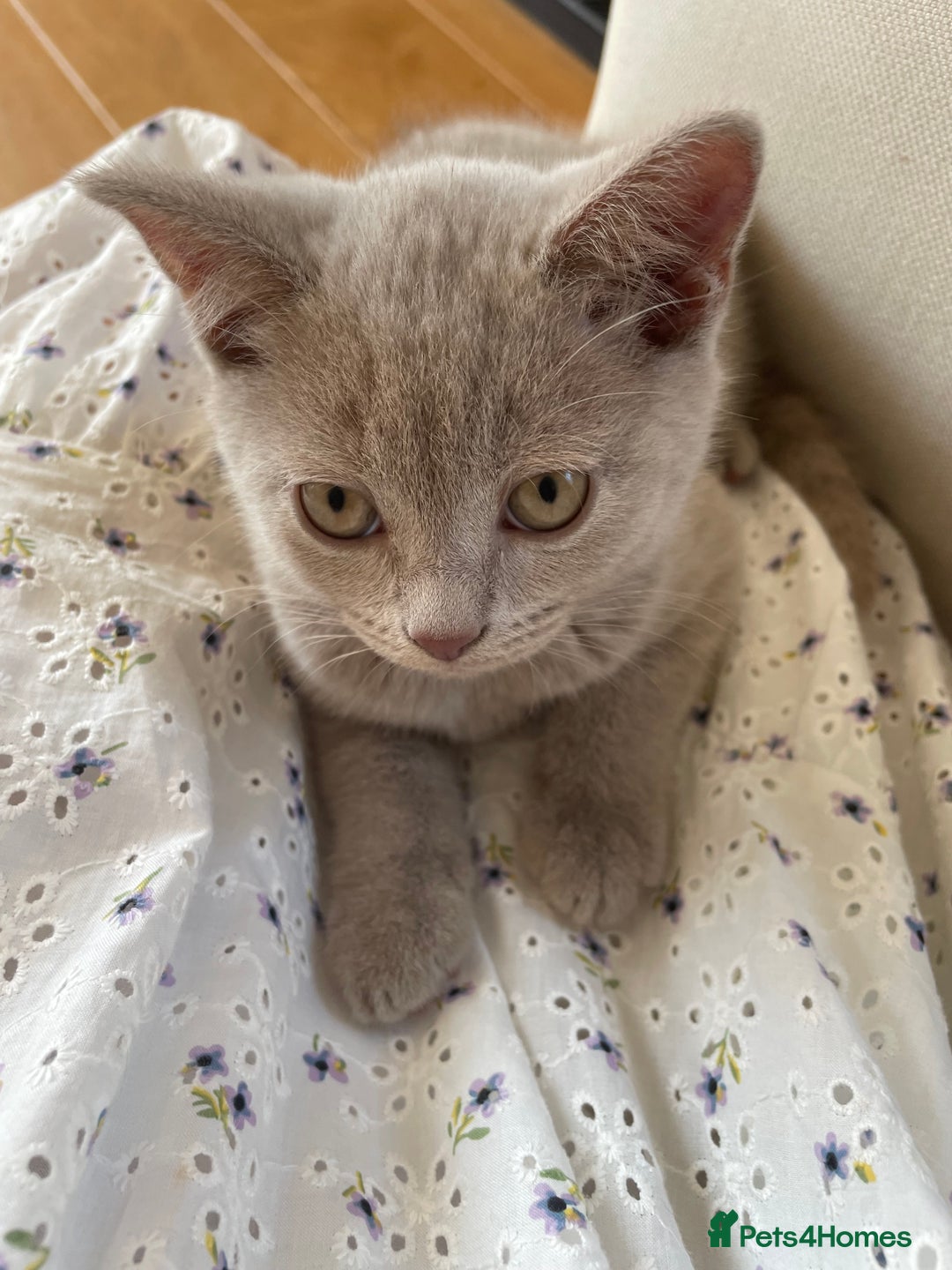 British Shorthair cats for sale: One beautiful lilac boy looking for a new home - Image 3