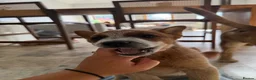 Australian Cattle Dog dogs for sale: 2 Male Australian Cattle Dogs  in Huddersfield - Advert 8