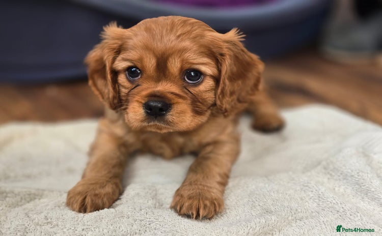 Cavalier King Charles Spaniel dogs - Advert 7