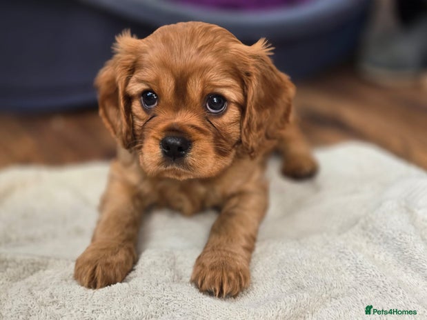 Cavalier King Charles Spaniel dogs - Advert 4