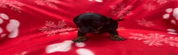 Miniature Dachshund dogs for sale: ****6 beautiful boys 💙💙*** - Advert 14