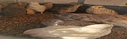 Quail poultry for sale: Mixed Coturnix Quail chicks"mixed ages"see descrip - Advert 6