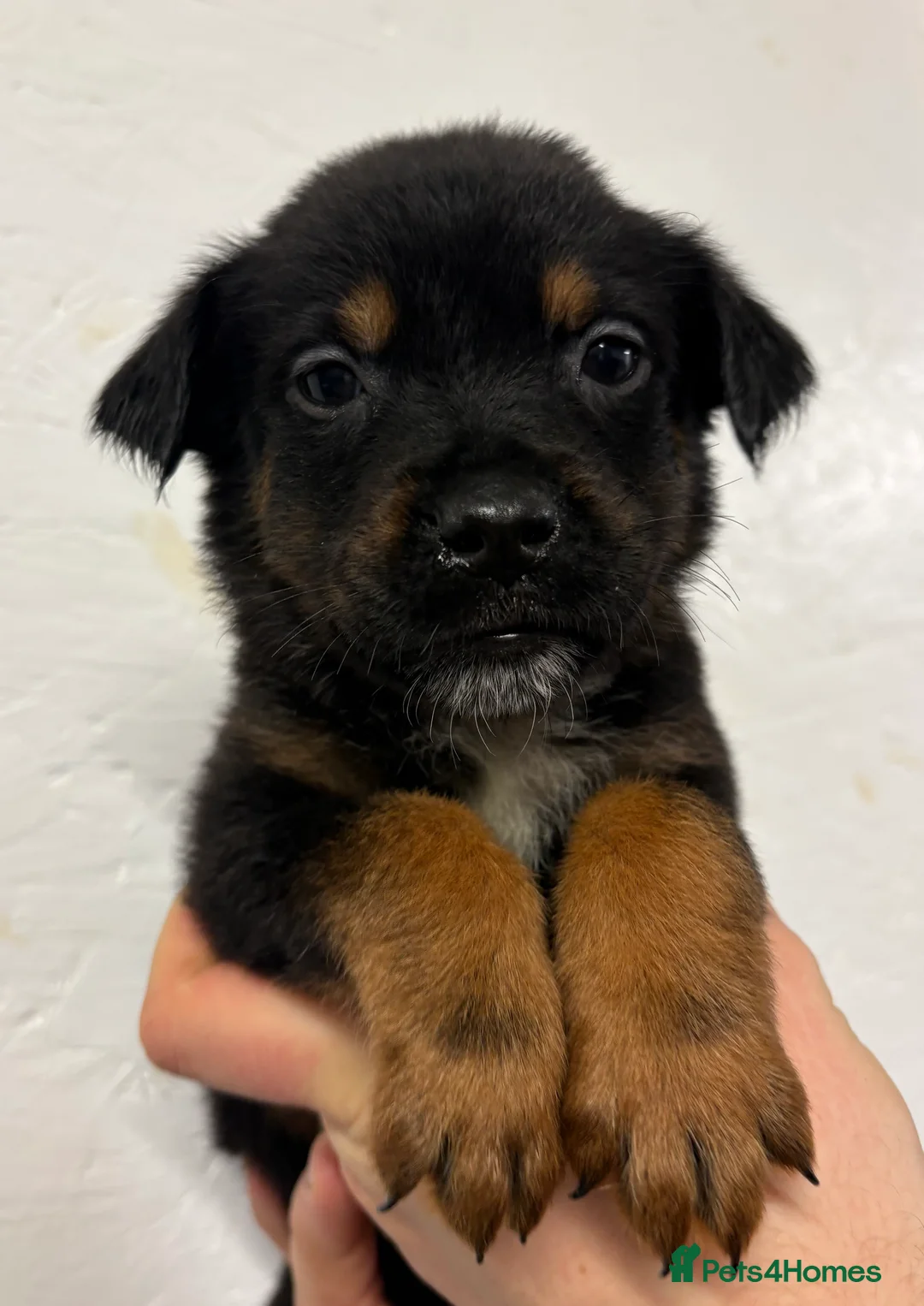 Mixed Breed dogs for sale: Rottweiler x malinois - Advert 25