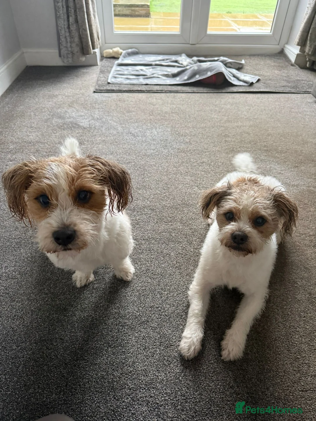 Mixed Breed dogs for sale: Jack Russell x Shih Tzu  - Advert 3