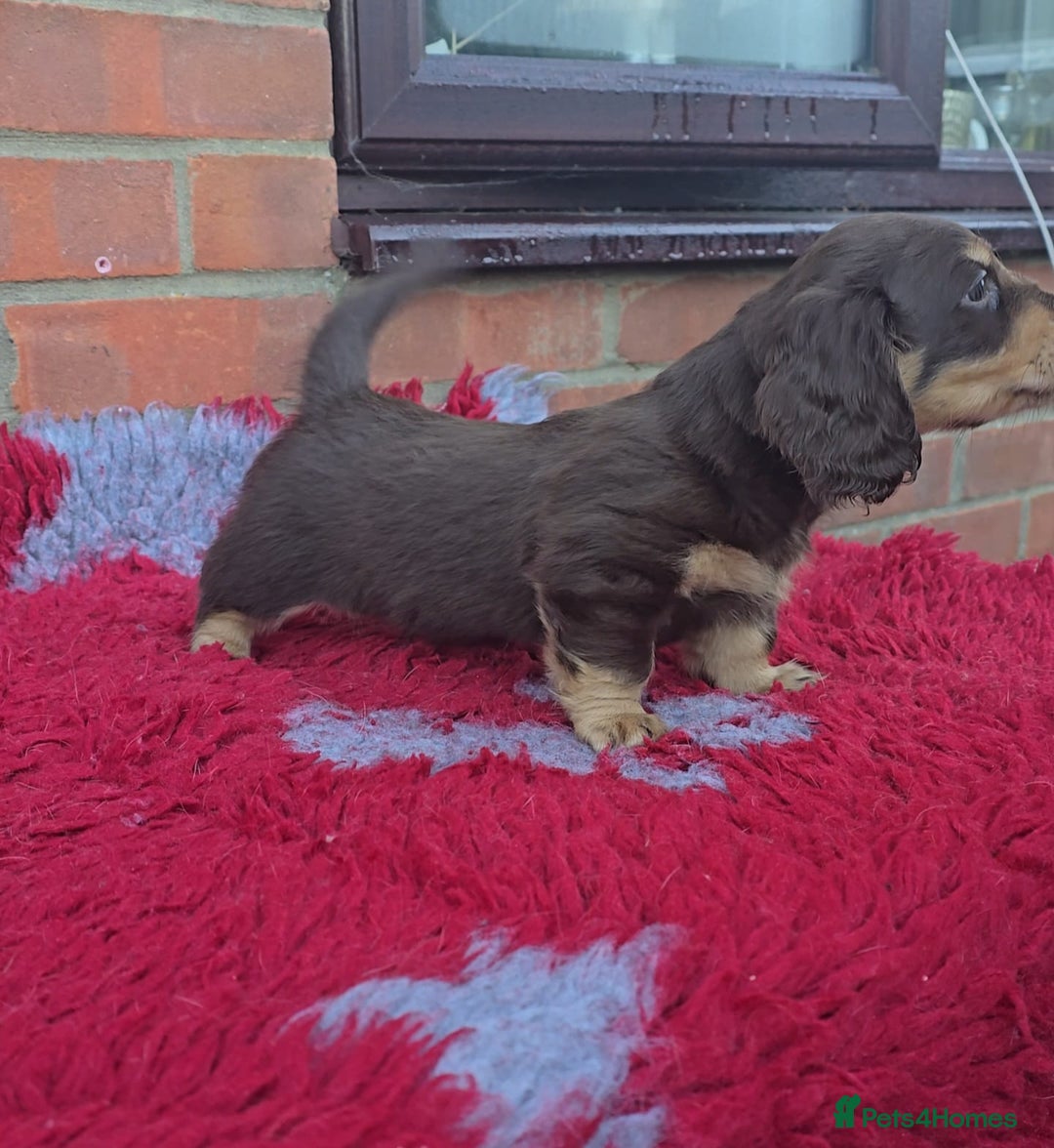 Miniature Dachshund dogs for sale: BEAUTIFUL CREAM LONG HAIR WITH ALL DNA - Advert 4