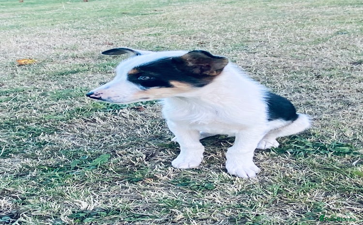 Border Collie dogs - Advert 1