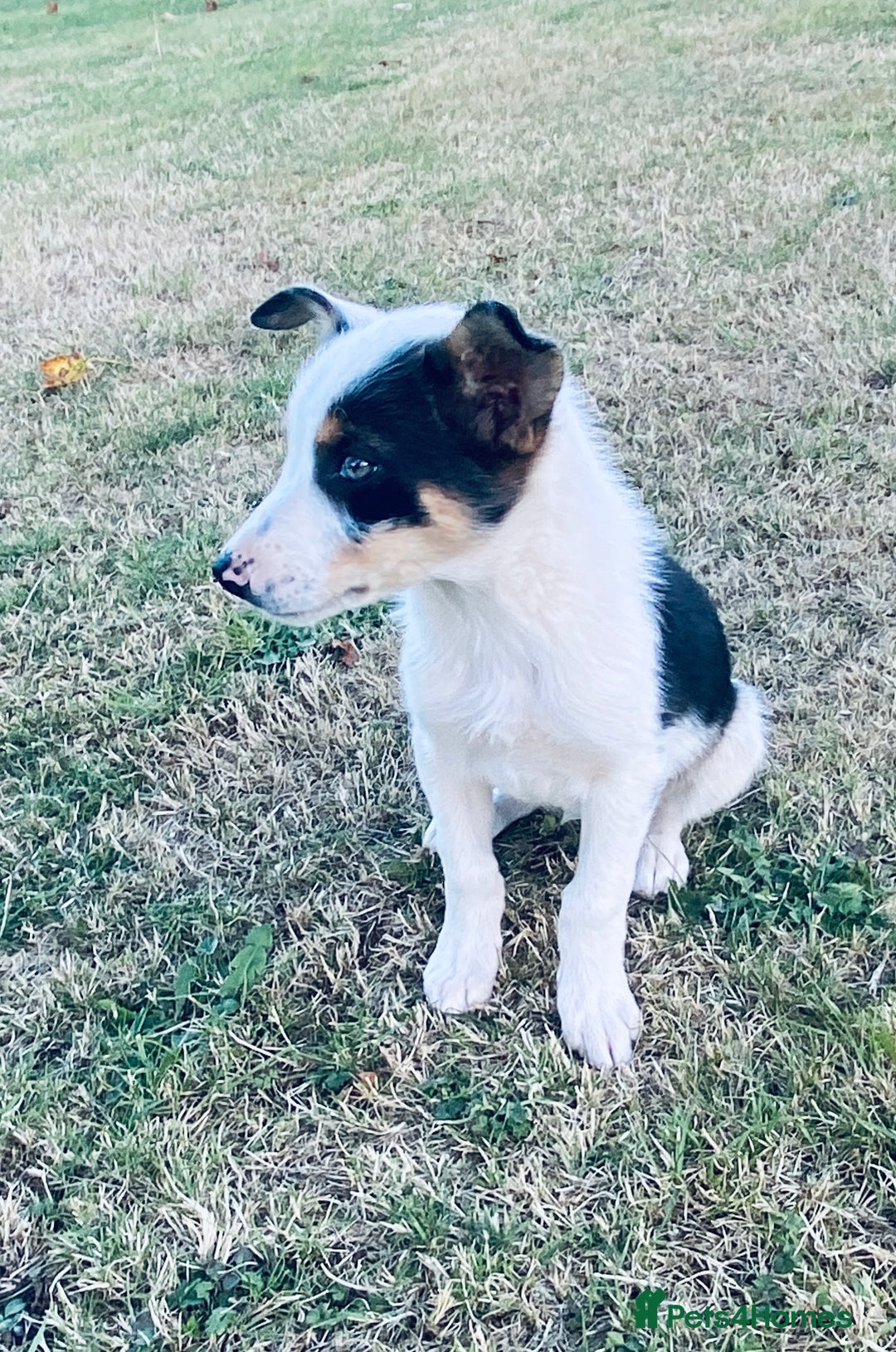 Border Collie dogs for sale: Merle collie pup - Image 1
