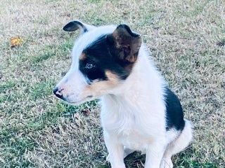 Border Collie dogs - Advert 3